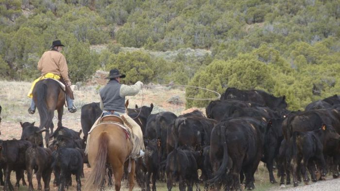 Le ranch Dryhead: travail du bétail