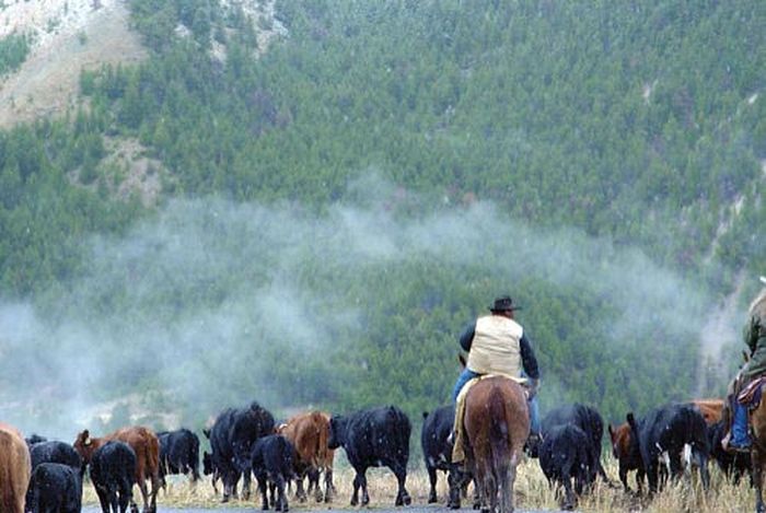 Le ranch Dryhead: travail du bétail