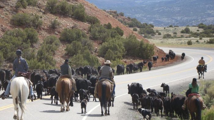 Le ranch Dryhead: travail du bétail