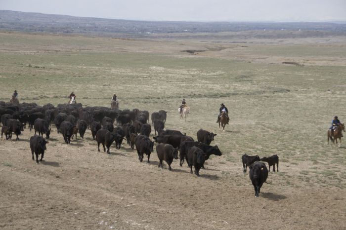 Le ranch Dryhead: travail du bétail