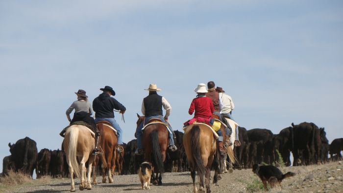 Le ranch Dryhead: travail du bétail