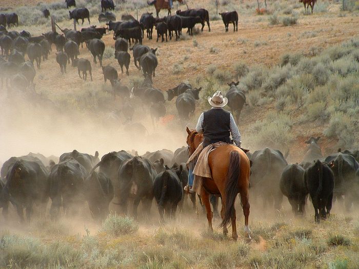 Le ranch Dryhead: travail du bétail