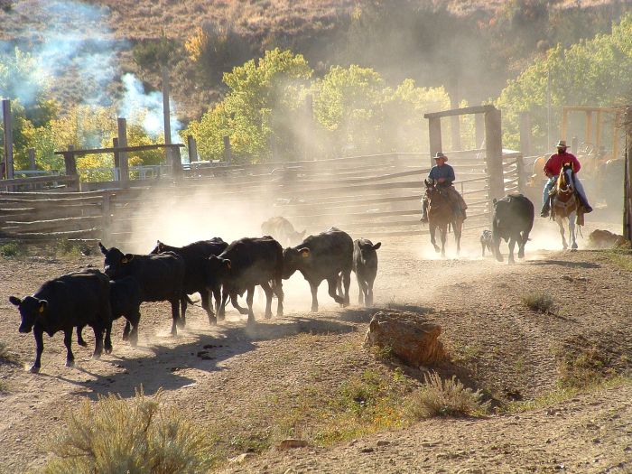 Le ranch Dryhead: travail du bétail