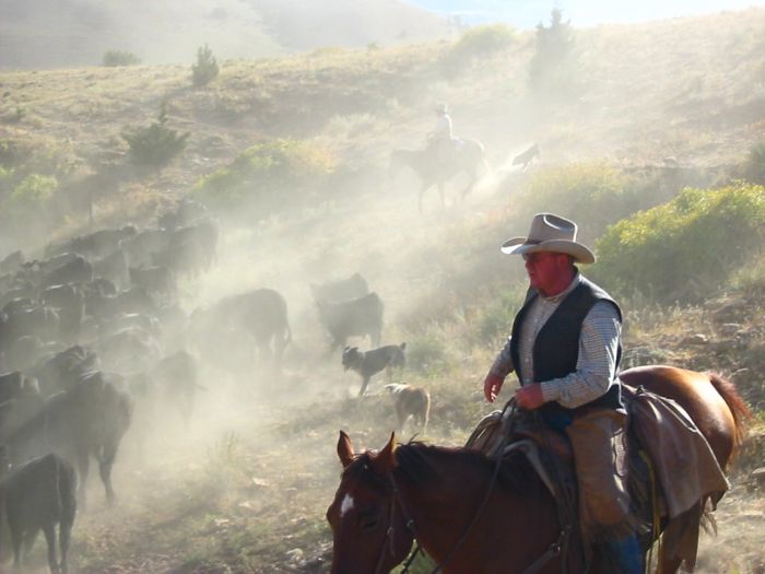 Le ranch Dryhead: travail du bétail