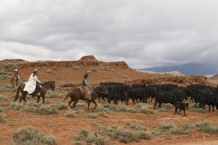 Le ranch Dryhead: travail du bétail