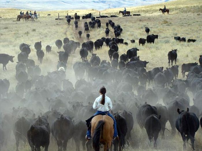 Le ranch Dryhead: travail du bétail