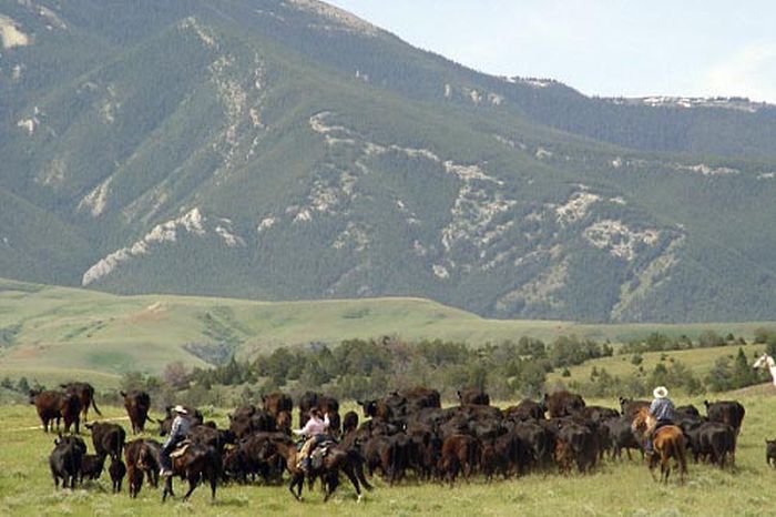 Le ranch Dryhead: travail du bétail