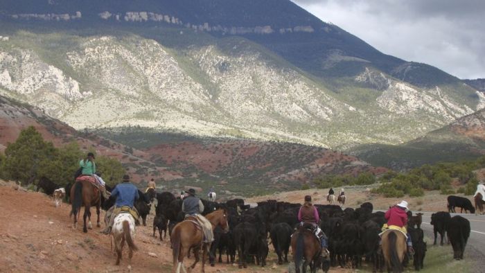 Le ranch Dryhead: travail du bétail