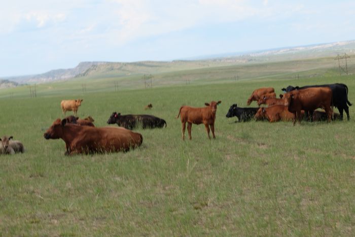 Two Creek Ranch