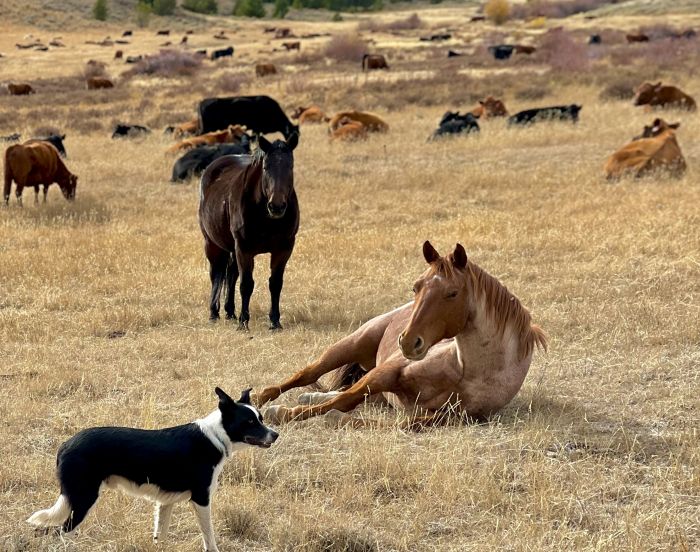 Two Creek Ranch