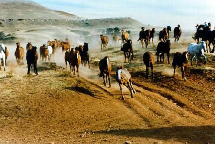 Dryhead Ranch
