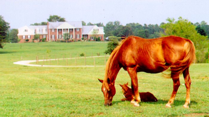 Southern Cross Ranch au cœur de la Géorgie