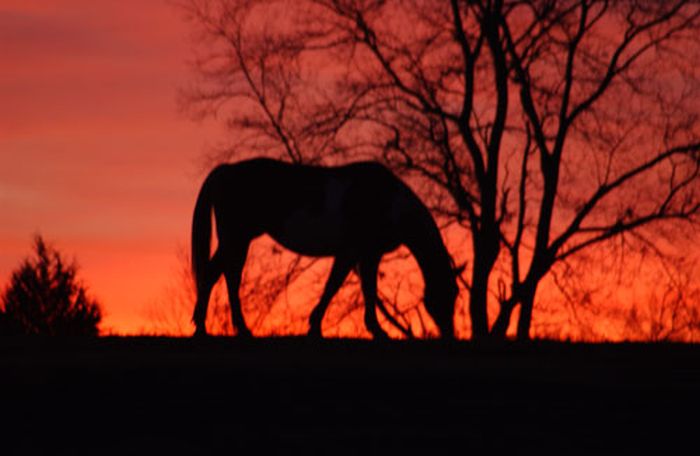 Southern Cross Ranch au cœur de la Géorgie