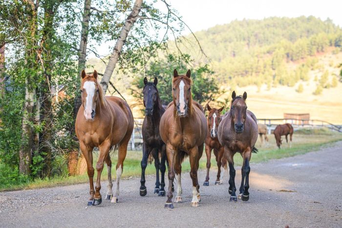 Little Belt Mountain Ranch