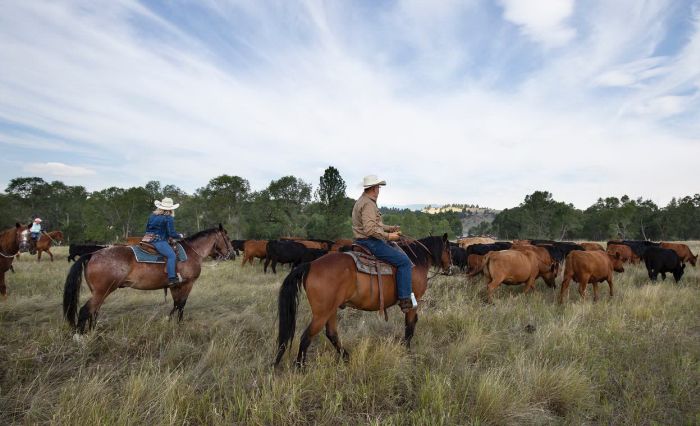 Little Belt Mountain Ranch
