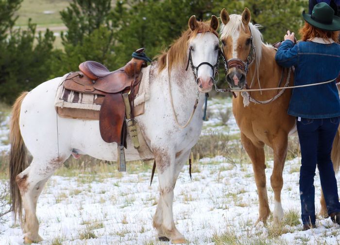 Little Belt Mountain Ranch