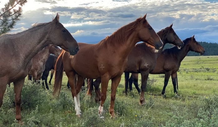 Little Belt Mountain Ranch