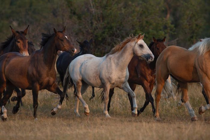 Little Belt Mountain Ranch