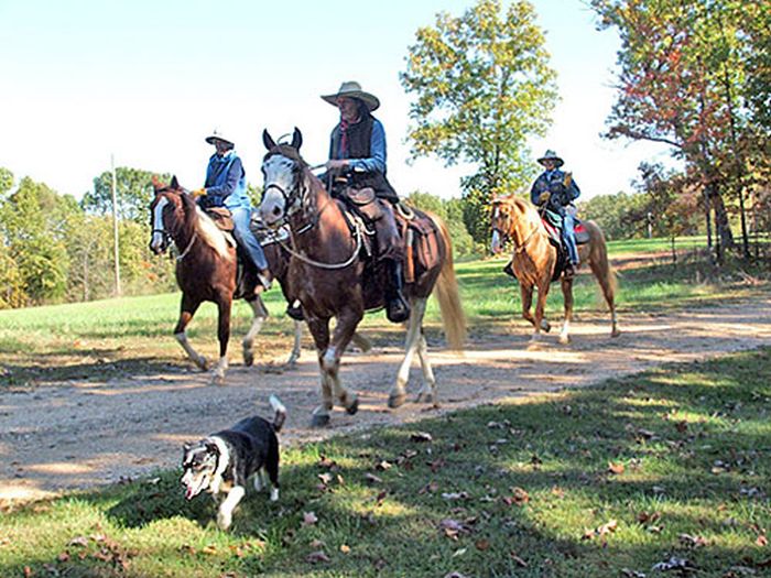 La randonnée des missouri foxtrotter
