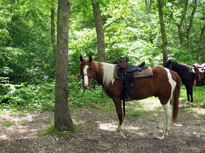 La randonnée des missouri foxtrotter