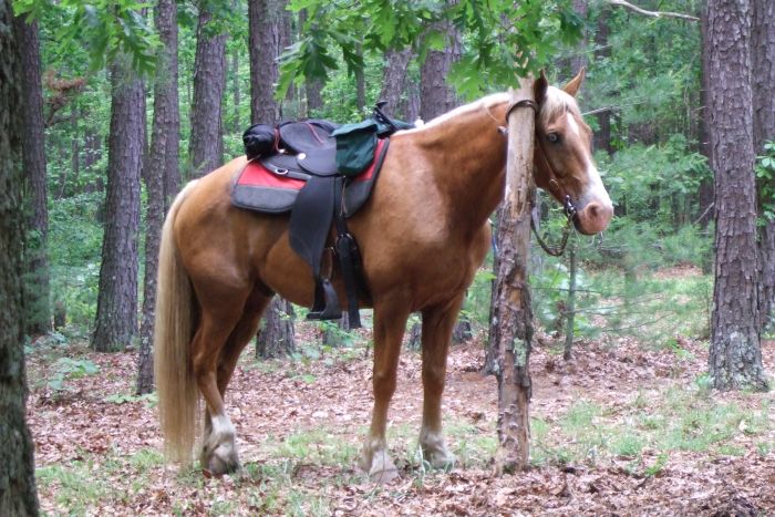 La randonnée des missouri foxtrotter