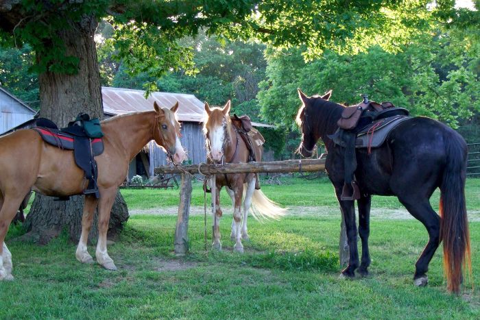 La randonnée des missouri foxtrotter