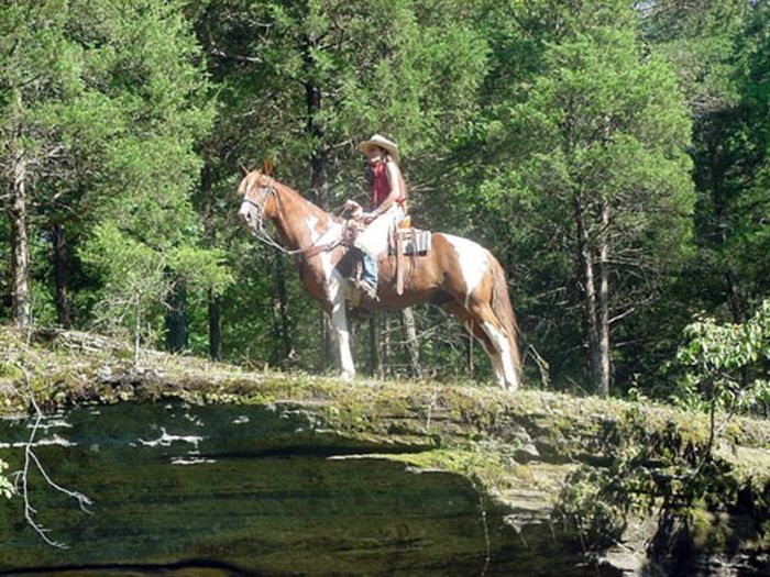 La randonnée des missouri foxtrotter