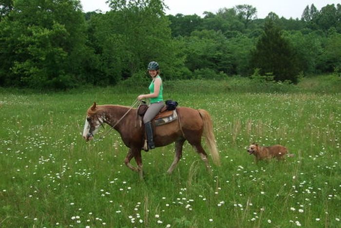 La randonnée des missouri foxtrotter