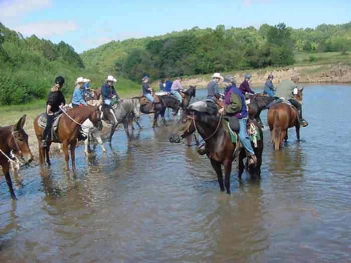 La randonnée des missouri foxtrotter