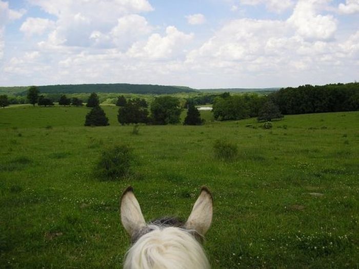 La randonnée des missouri foxtrotter