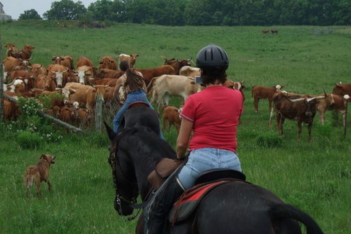 La randonnée des missouri foxtrotter