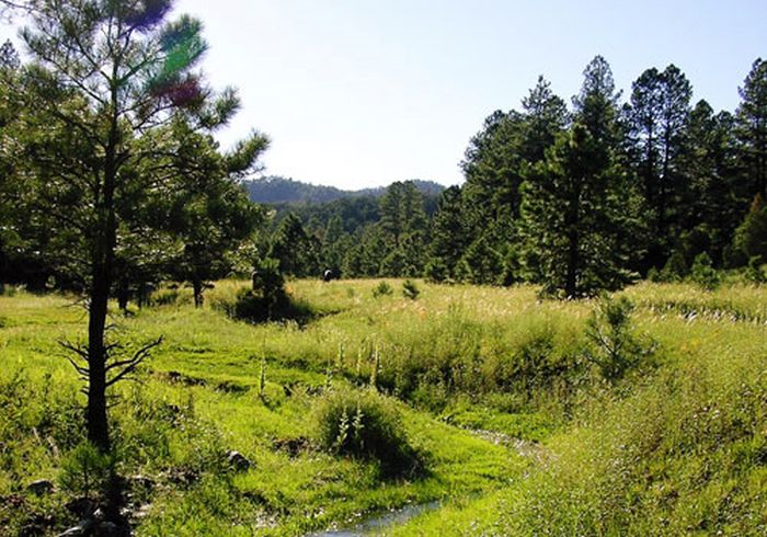 Chiricahua Apache Ride à Gila