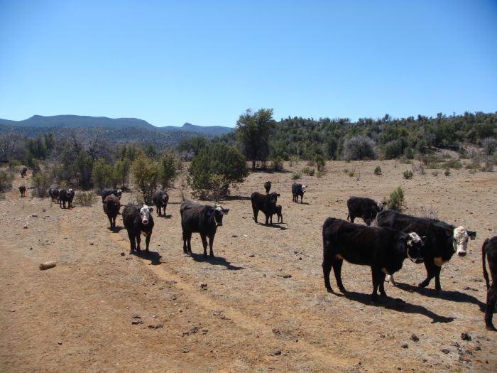 Cattle Ranch à Pleasant Valley