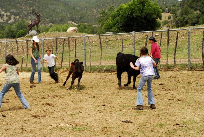 Cattle Ranch à Pleasant Valley