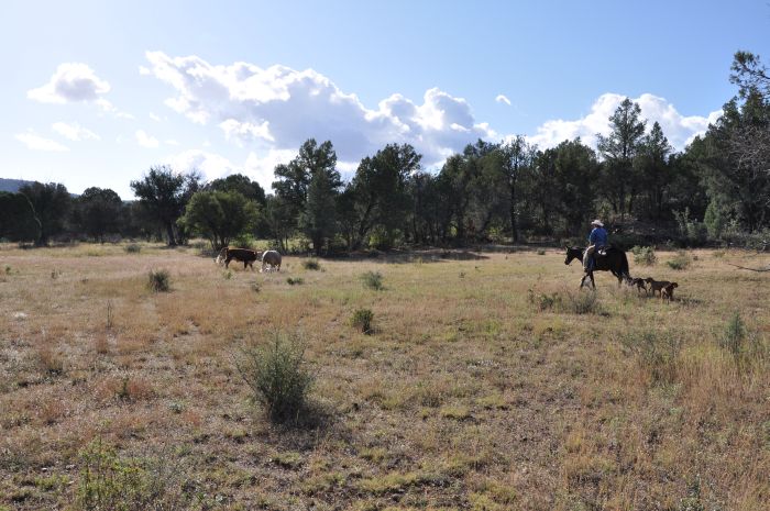 Cattle Ranch à Pleasant Valley
