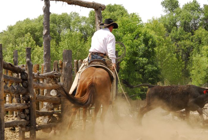 Cattle Ranch à Pleasant Valley