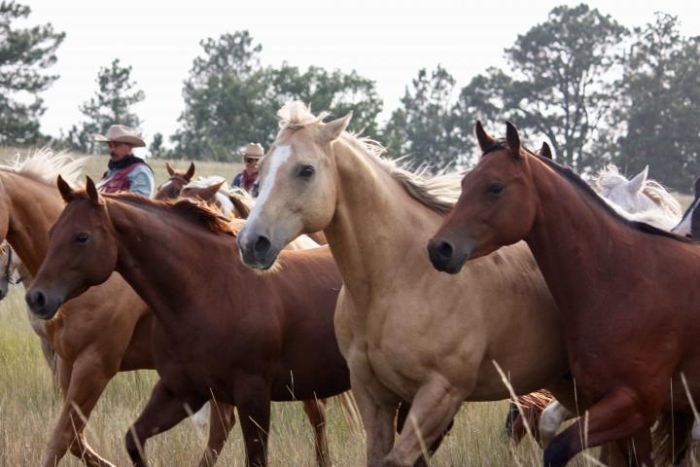 Working & Cattle Ranch "Devils Tower" au Wyoming