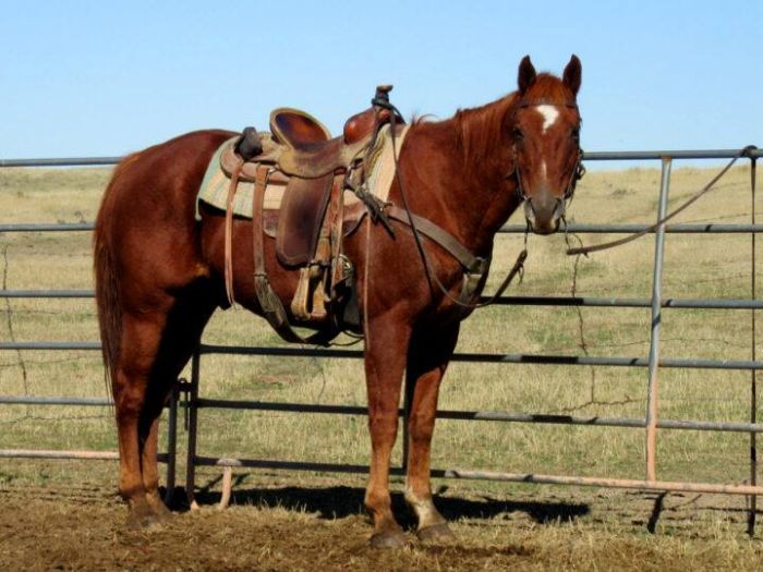 Working & Cattle Ranch "Devils Tower" au Wyoming