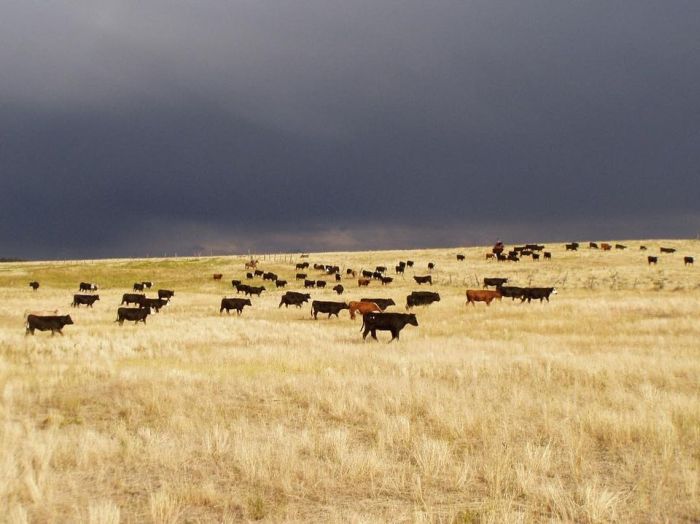 Working & Cattle Ranch "Devils Tower" au Wyoming