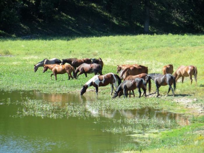 Working & Cattle Ranch "Devils Tower" au Wyoming