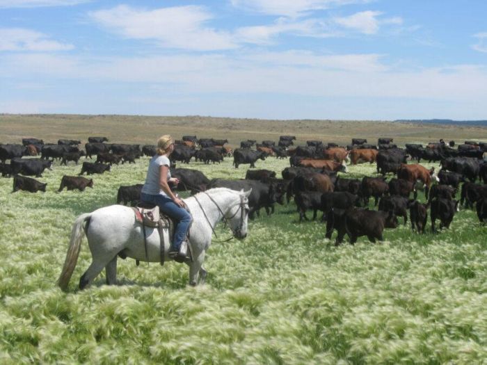Working & Cattle Ranch "Devils Tower" au Wyoming