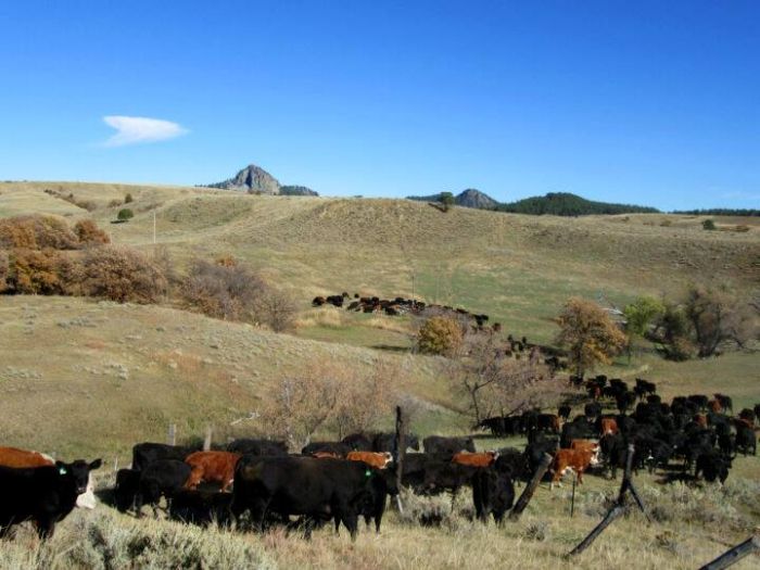 Working & Cattle Ranch "Devils Tower" au Wyoming