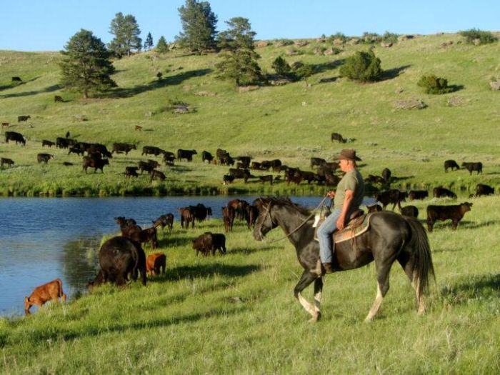 Working & Cattle Ranch "Devils Tower" au Wyoming