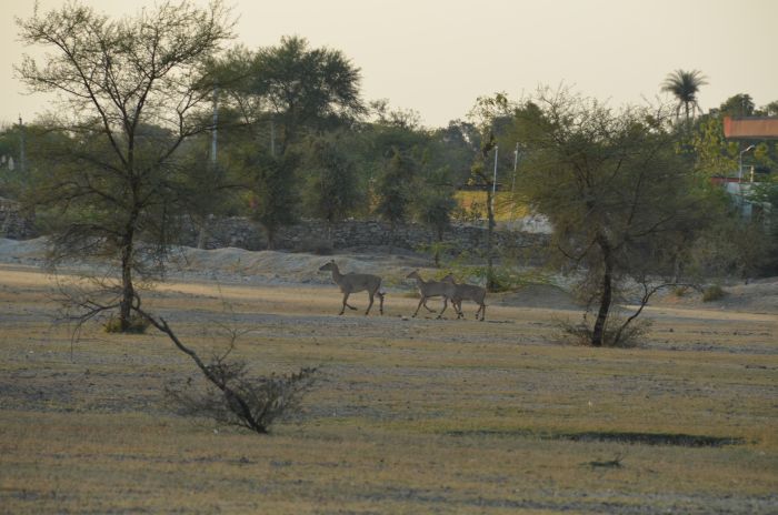 Mewar Safari au Rejastan