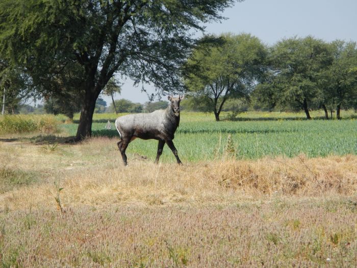 Mewar Safari au Rejastan