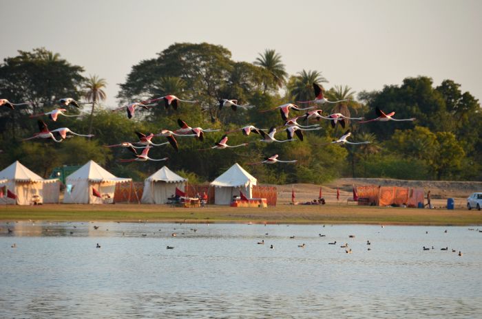 Mewar Safari au Rejastan