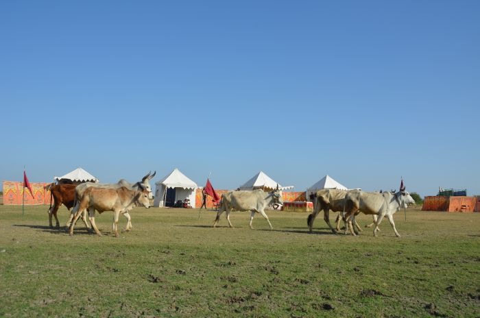 Mewar Safari au Rejastan