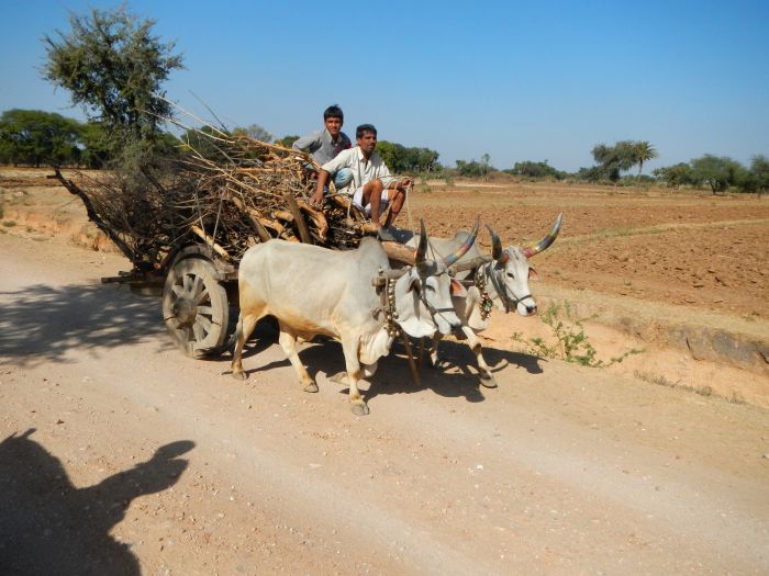 Mewar Safari au Rejastan