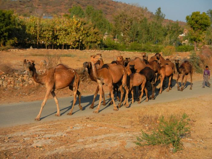 Mewar Safari au Rejastan