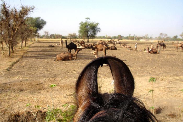 Pushkar Trail - Safari en Inde